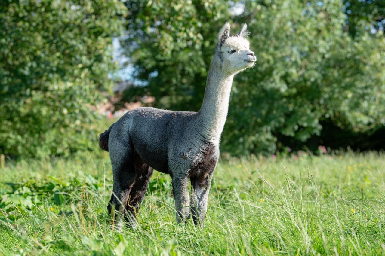 Villa Alpaca Fold à Preston  Extérieur photo