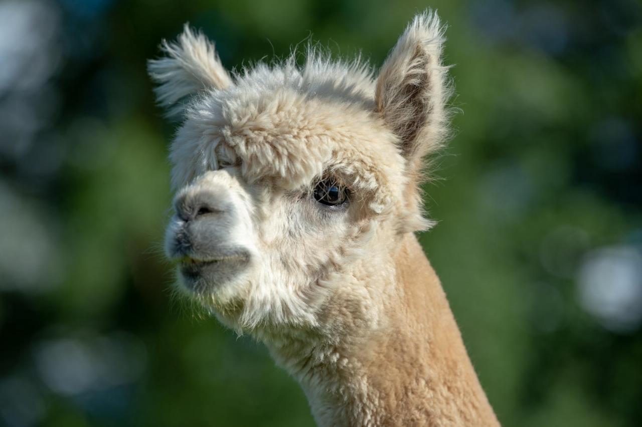 Villa Alpaca Fold à Preston  Extérieur photo