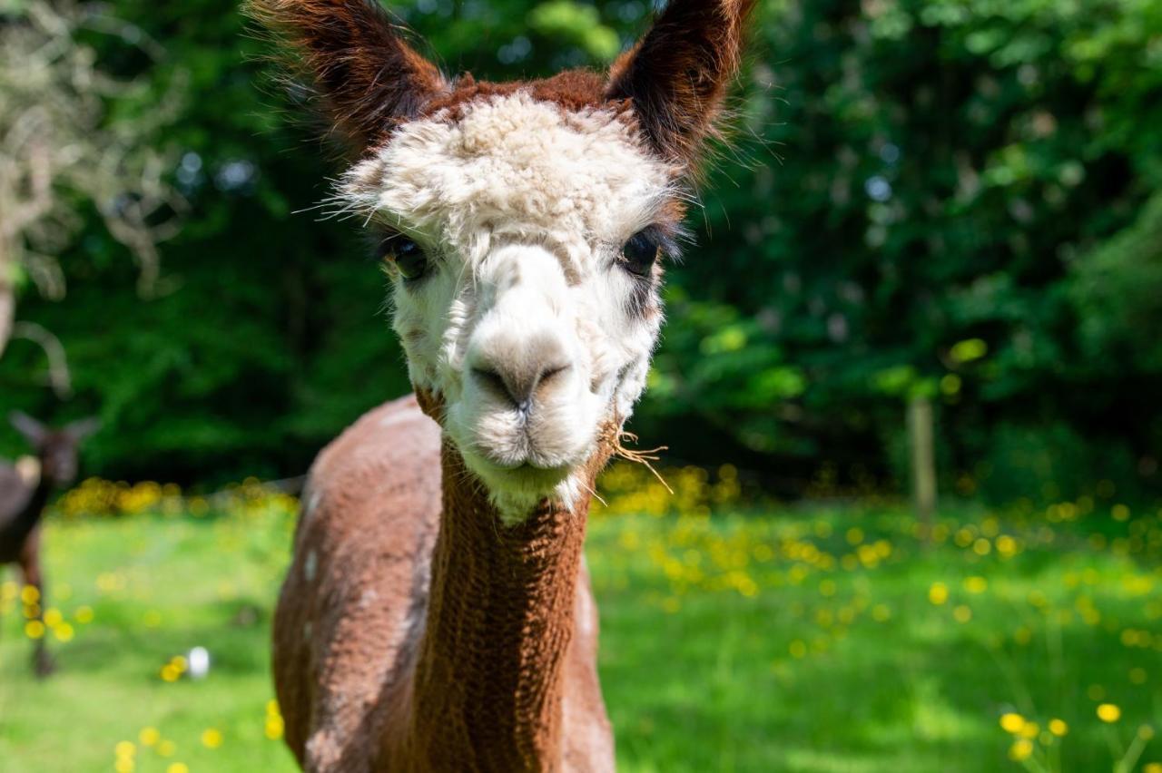 Villa Alpaca Fold à Preston  Extérieur photo