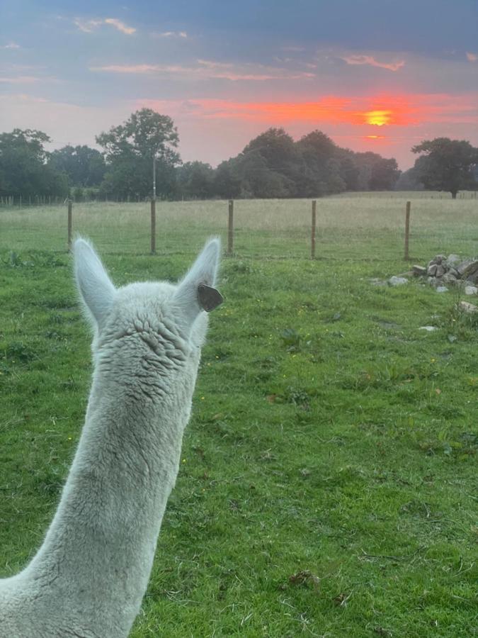 Villa Alpaca Fold à Preston  Extérieur photo